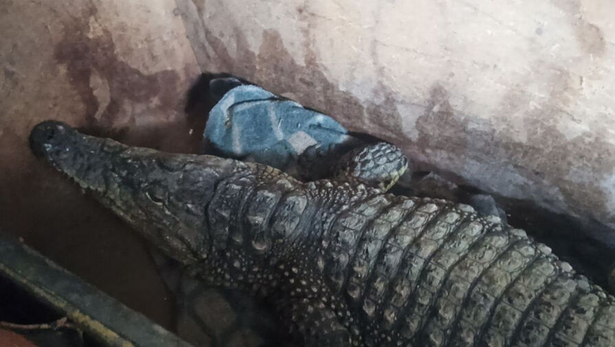 Двухметрового живого крокодила нашли таможенники в кузове грузовика