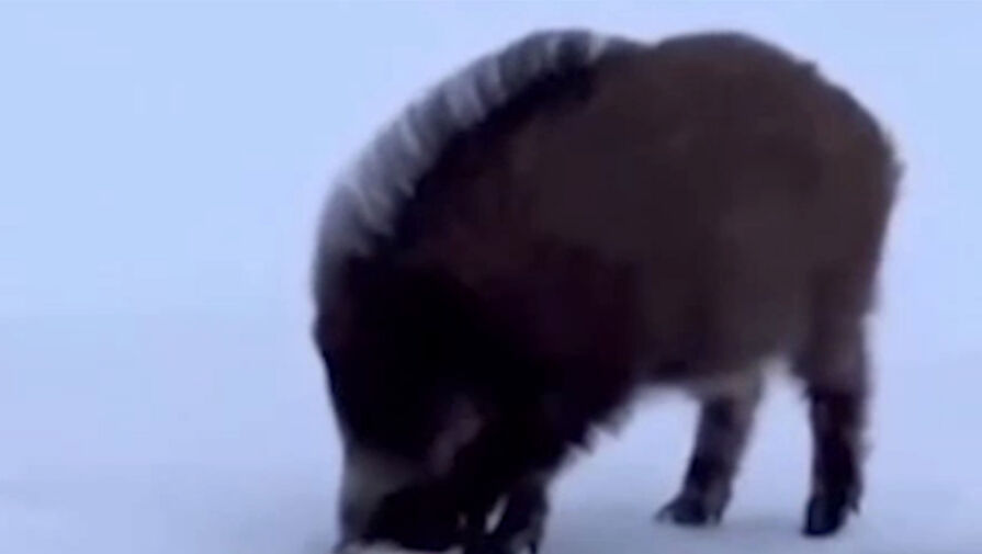 В Казахстане кабан последовал примеру лисы и обокрал рыбаков