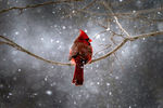 Северный кардинал сидит на ветке дерева в нью-йоркском пригороде Наяк