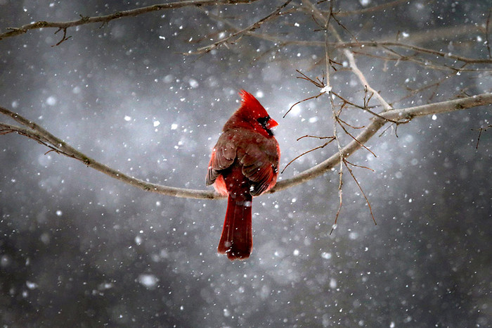 Северный кардинал сидит на&nbsp;ветке дерева в&nbsp;нью-йоркском пригороде Наяк
