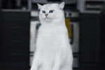 Кот Коби (1,8 млн в instagram)