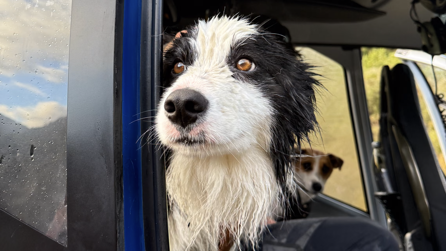 В Новой Зеландии спасли собаку, которая неделю ждала хозяйку, упавшую с водопада