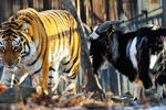 Амурский тигр по кличке Амур и козел по кличке Тимур в одном вольере Приморского сафари-парка