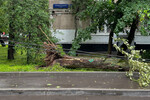 Дерево упало на автомобиль и повредило провода во дворе дома на улице Кировоградской на юге Москвы, 20 июня 2024 года