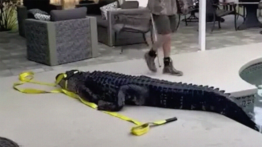 В США женщина нашла в своем бассейне 180-килограммового крокодила