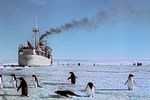 Теплоход «Кооперация» у берегов Антарктиды, 1964 год