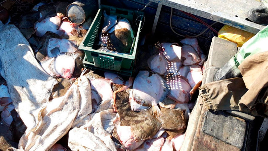 В Краснодарском крае задержали браконьеров за незаконный вылов более 5 тыс. мидий