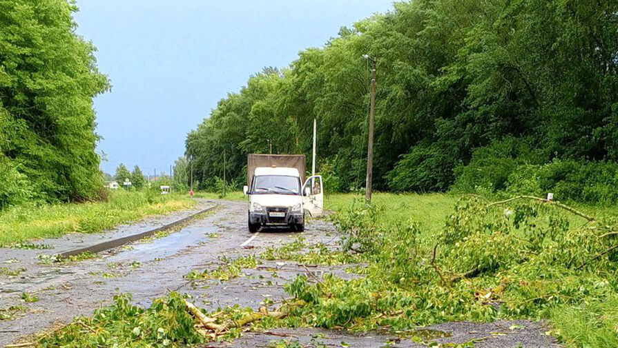 Упавшее во время урагана в Ленобласти дерево сломало позвоночник подростку
