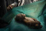 &laquo;Последнее прощание&raquo; 1-е место в&nbsp;категории &laquo;Природа&raquo;. Месячный орангутан умер вскоре после того, как был найден со своей раненой матерью на&nbsp;плантации пальмового масла. Суматра, Индонезия.