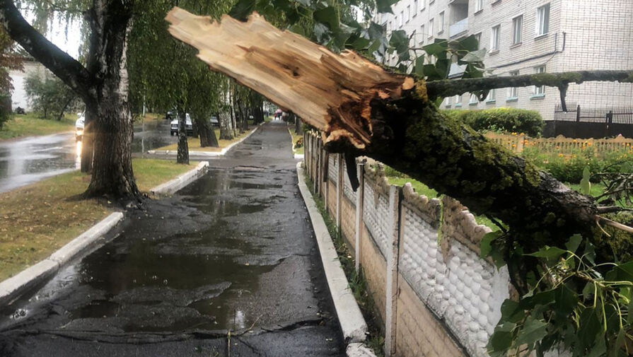 В Москве из-за сильного ветра деревья повредили более 60 автомобилей