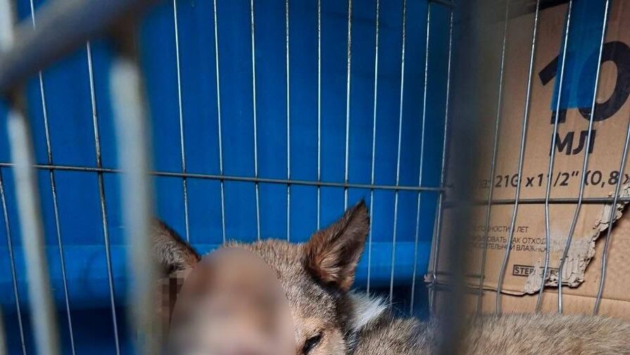 Кубанский живодер засунул собаку в мешок и избил ее железной трубой на глазах у соседей