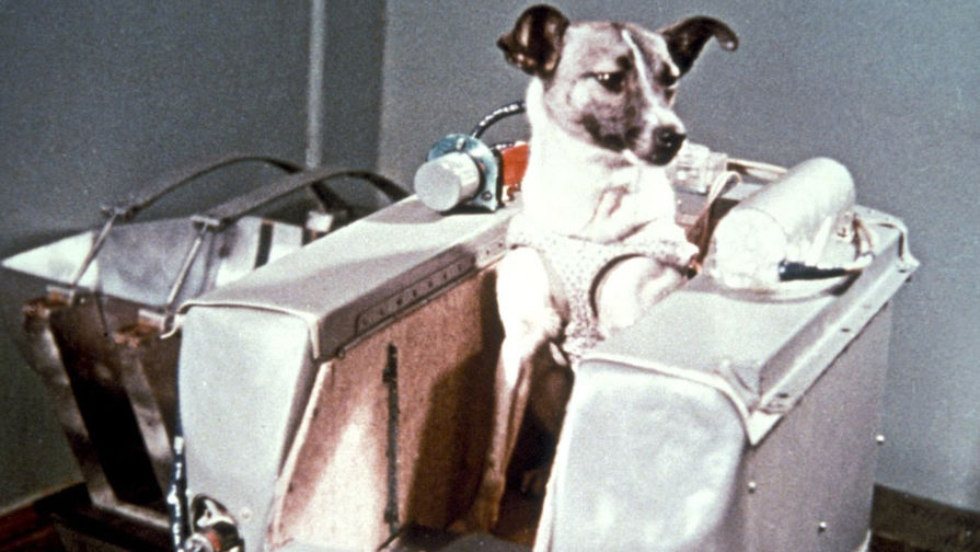 Собака Лайка в контейнере 2-го советского искусственного спутника Земли, в котором она совершила путешествие в космическое пространство 3 ноября 1957 года