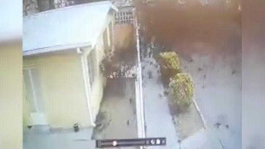 Момент падения сотен птиц на землю попал на видео