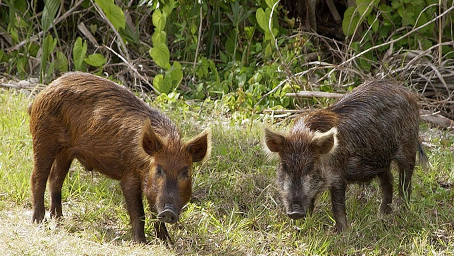 Столицу новой Зеландии наводнили дикие свиньи