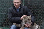 Владимир Путин в Центре разведения и реабилитации переднеазиатского леопарда, расположенном в Сочинском национальном парке