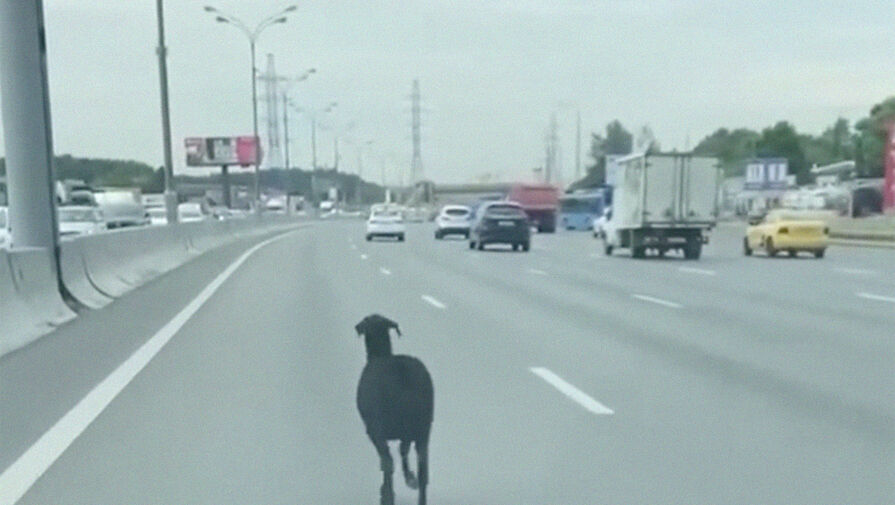 Очевидцы сняли бегающего по МКАДу барана на видео