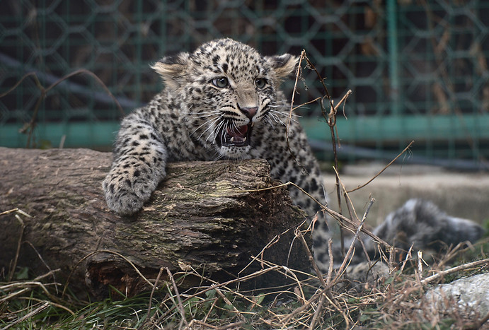 Детеныш леопарда по&nbsp;кличке Гром в&nbsp;вольере Центра разведения и реабилитации переднеазиатского леопарда в&nbsp;Сочинском национальном парке