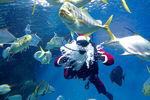 Дайвер в костюме Санта-Клауса в аквариуме с рыбами в Центре океанографии и морской биологии «Дельфиния», 17 декабря 2019 года