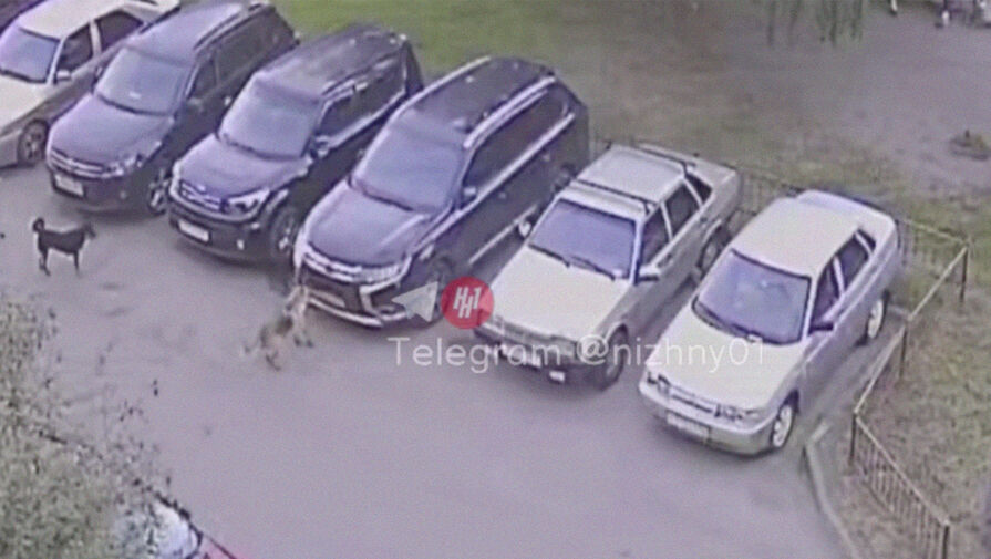 В Нижнем Новгороде собака сорвала с автомобиля номерной знак