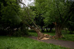 Вырванное порывом ветра дерево в Останкино, 10 июля 2022 года