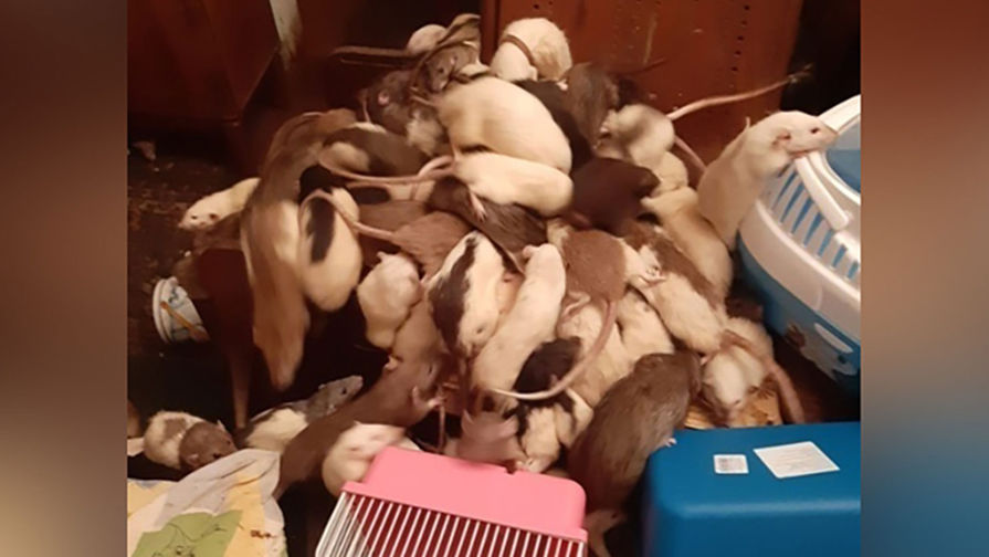 Пенсионерка из Подмосковья содержала в квартире около 600 крыс