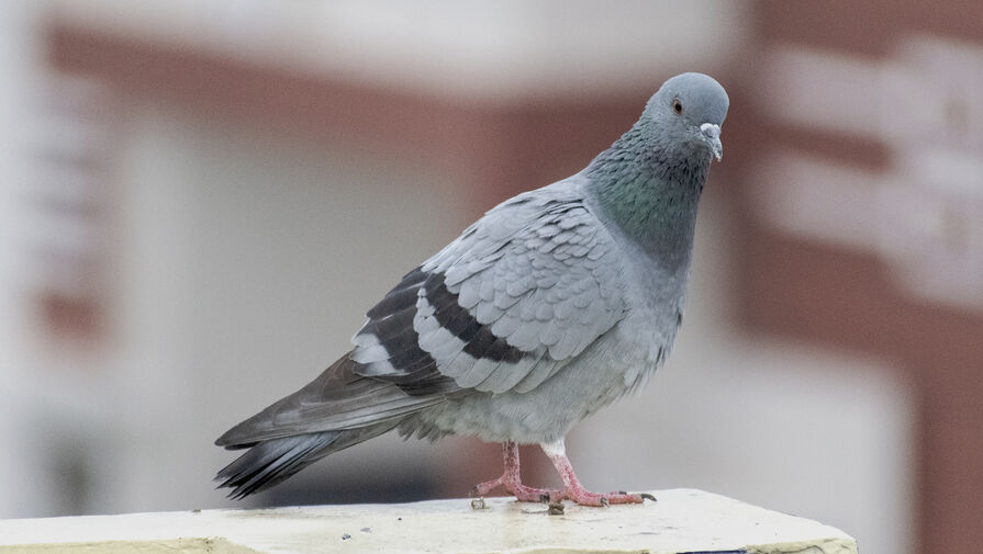 Жителям Кемерово пригрозили штрафом за кормление голубей