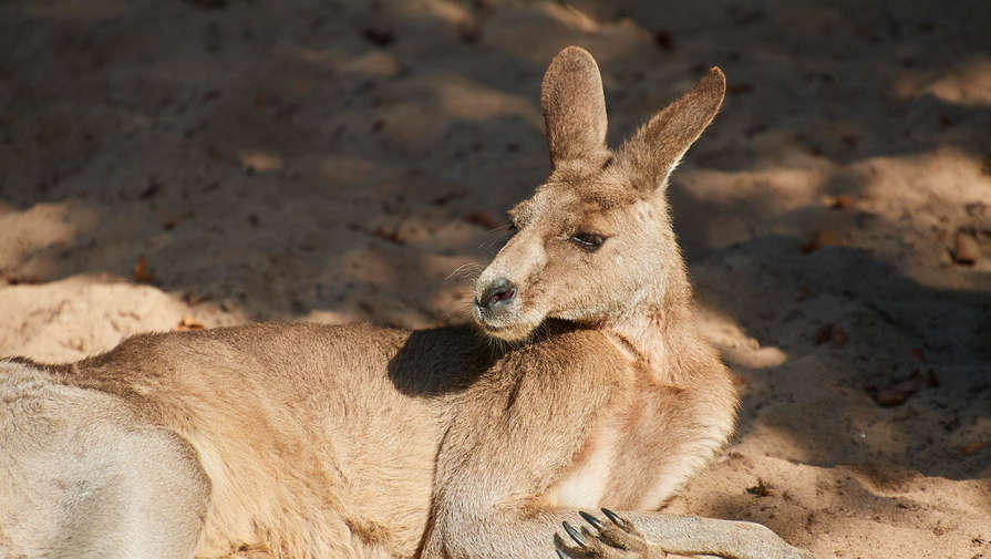 Австралийский пенсионер погиб после нападения агрессивного кенгуру