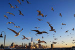 Чайки на фоне Нижнего Манхэттена в Нью-Йорке, штат Нью-Йорк
