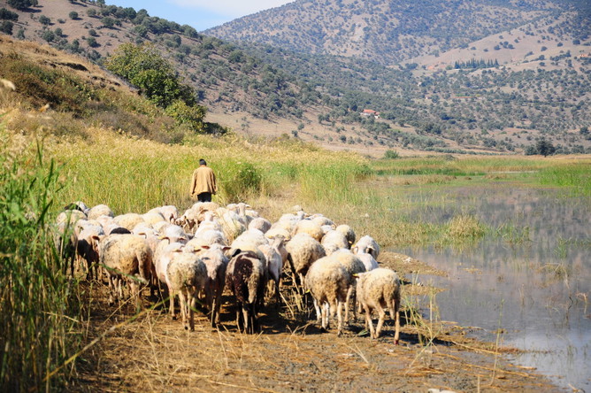 Пастухи помогали распространять зерно