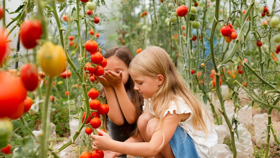 Нутрициолог рекомендовала есть томаты и красный перец осенью