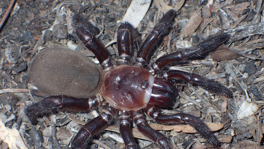Австралийские ученые нашли новый вид паука длиной свыше 20 см