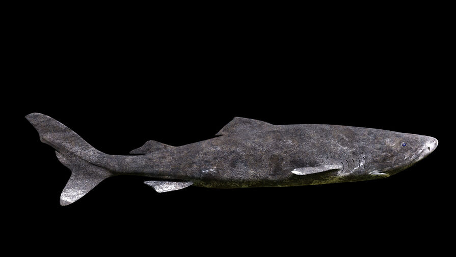 Ученые выяснили, каким образом гренландские акулы живут более 500 лет