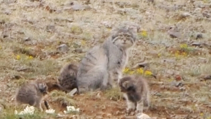 Мама-манул с четырьмя котятами из российского нацпарка попали на видео 