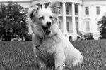Щенка по имени Пушинка Никита Хрущев подарил президенту Джону Кеннеди – собака была дочерью знаменитой космической путешественницы Стрелки
