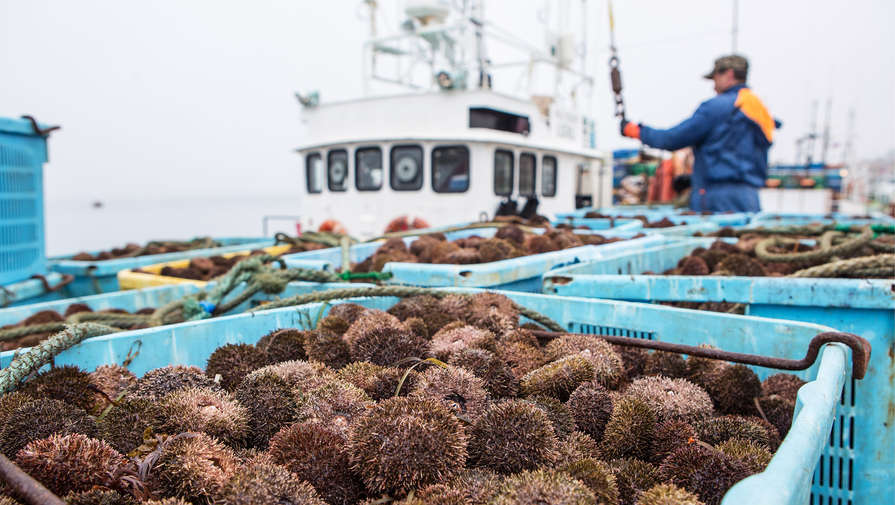 Россия запретила японцам ловить рыбу у Южных Курил