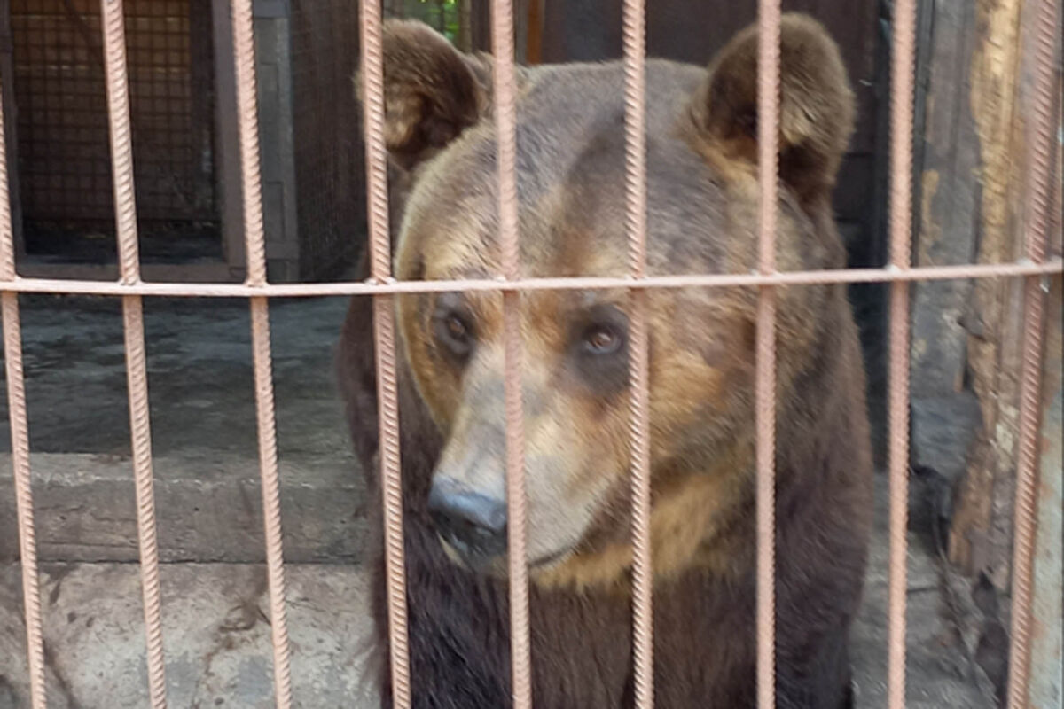 В Югре на человека напал медведь