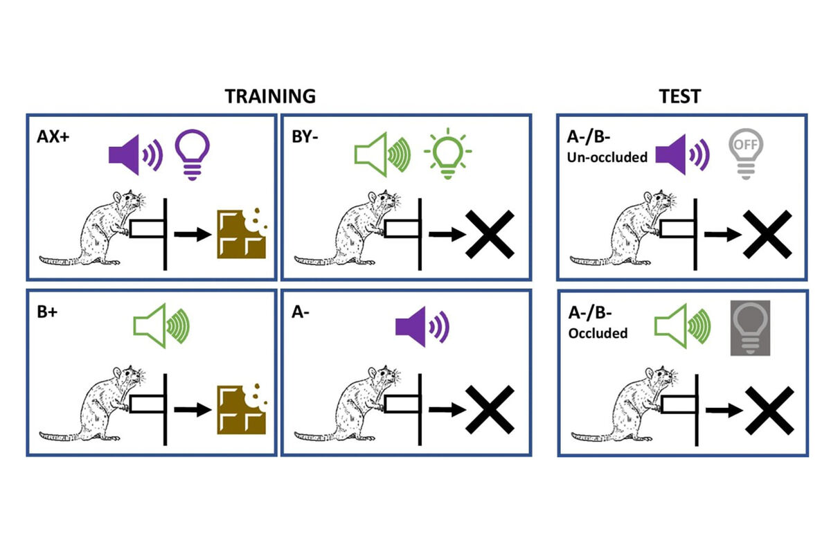 Исследование показало, что крысы склонны совершать логическую ошибку  конъюнкции - Газета.Ru | Новости