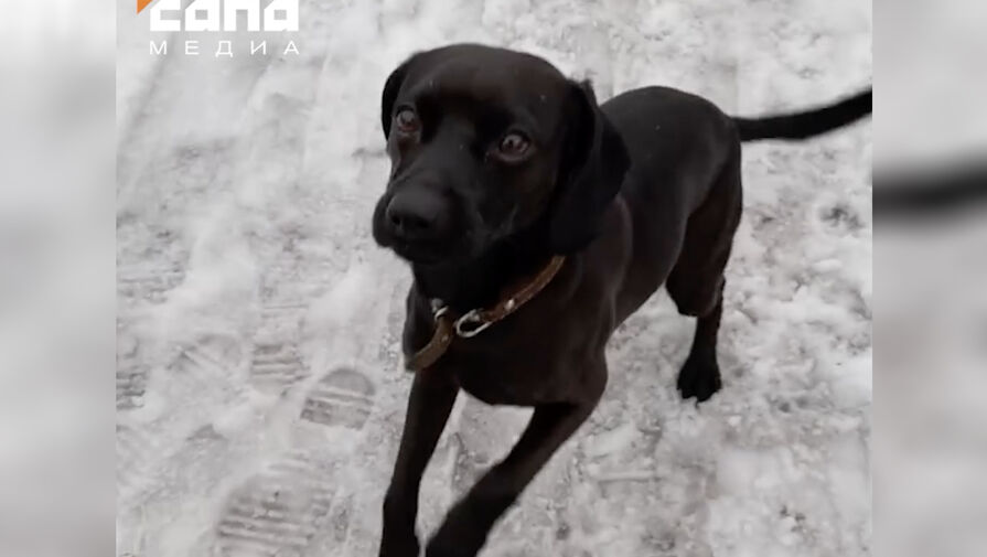 В Красноярском крае хозяева нашли пса спустя два года после его исчезновения