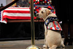 Лабрадору Салли не довелось жить в Белом доме – эта служебная собака помогала Джорджу Бушу-старшему в последние годы и проводила его в последний путь в декабре 2018-го