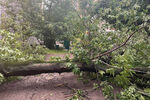 Вырванное порывом ветра дерево на Украинском бульваре, 10 июля 2022 года