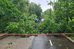 Обстановка на ул. Ивановской в Тимирязевском районе Москвы, где упавшее дерево насмерть придавило прохожего, 20 июня 2024 года