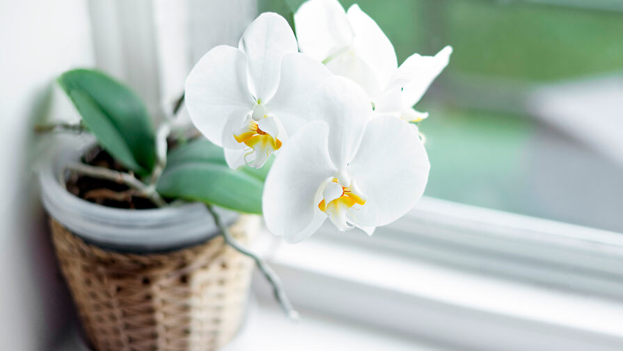 Флорист рассказала, как ухаживать за домашней орхидеей