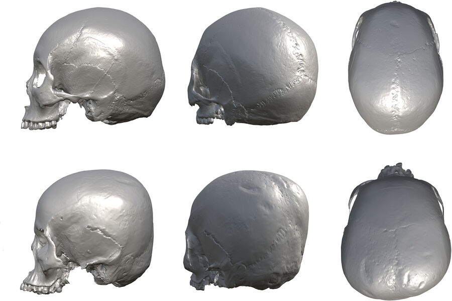 Морфологическое сравнение образцов черепов