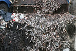 Сбор и утилизация погибшей рыбы в форелевом хозяйстве «Изербель» в поселке Майна., 2009 год
