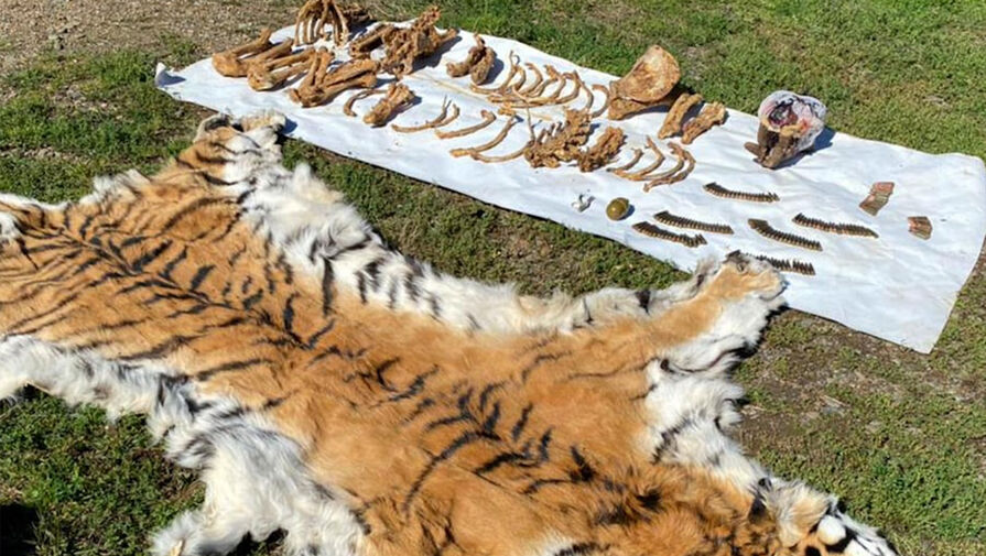 Останки краснокнижных тигров нашли у жителя Приморья