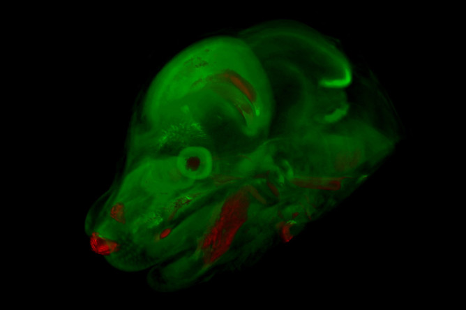 Эмбрион мыши. Красным обозначена активность регуляторных элементов, влияющих на формирование лица