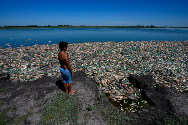 Последствия засухи у&nbsp;берега реки Саладо, Аргентина, 22&nbsp;января 2023&nbsp;года