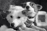 Четвероногие космонавты — собаки Белка и Стрелка. 1960 год
