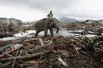 Слон министерства лесного хозяйства Индонезии помогает разбирать завалы в городе Банда-Ачех