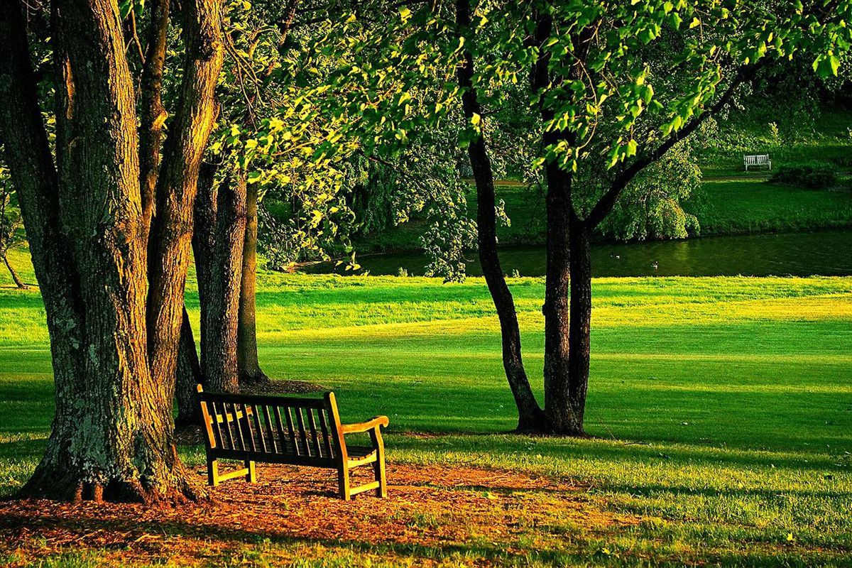 Скамейка под деревом в парке